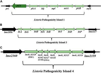Genomic and pathogenicity islands of Listeria monocytogenes—overview of selected aspects